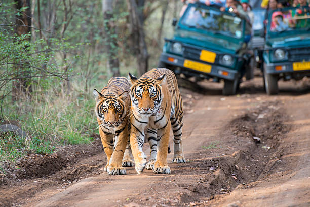 Ranthambore